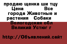 продаю щенка ши-тцу › Цена ­ 10 000 - Все города Животные и растения » Собаки   . Вологодская обл.,Великий Устюг г.